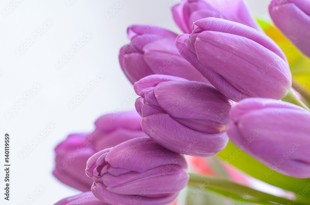 Fototapeta premium Bouquet of lilac tulips.