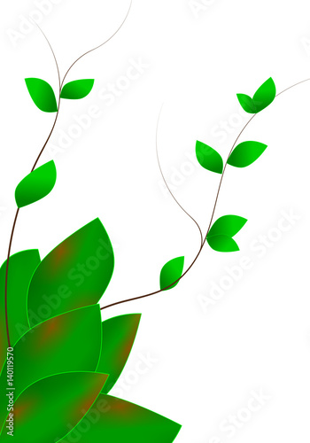 Hoya Plant