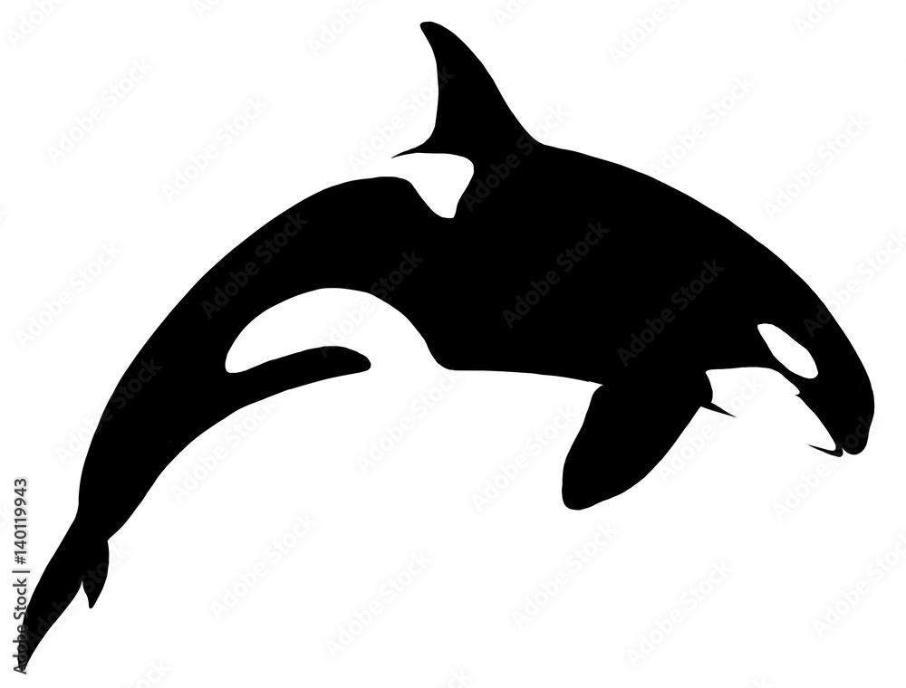 Obraz premium black and white linear paint draw killer whale illustration