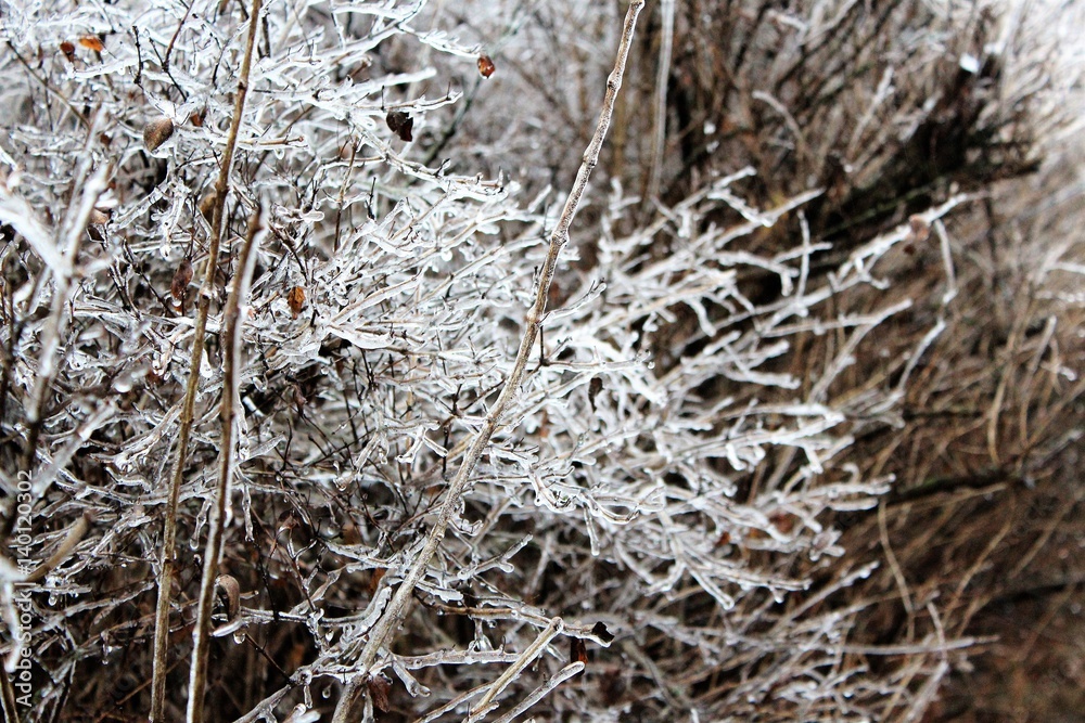 Ice on a bush from an Iowa storm Ice on a bush from an Iowa storm