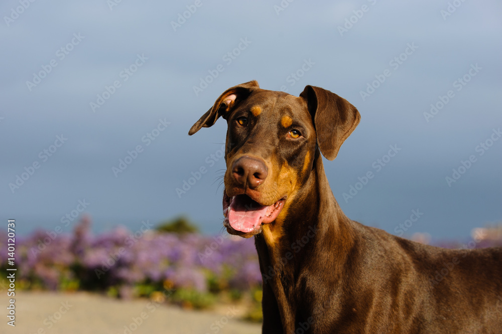and tan Pinscher dog with natural with flowers and blue sky background Stock Photo | Adobe Stock