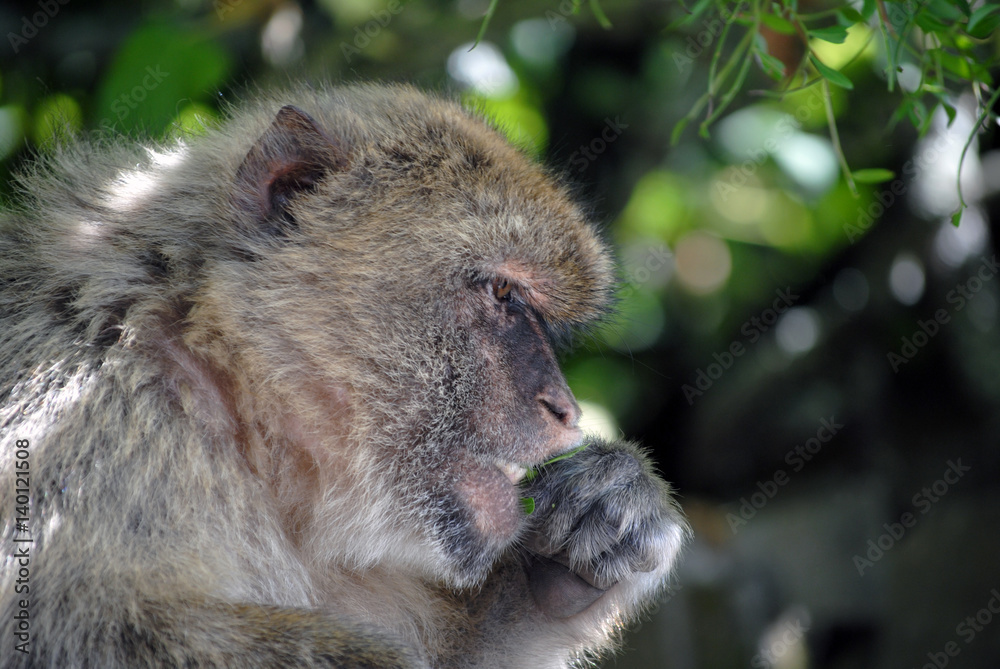 Obraz premium Monkey in Gibraltar in the natural environment