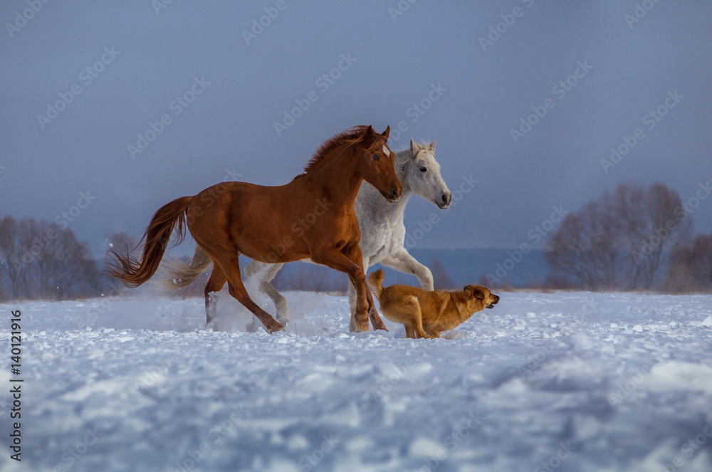 red and white horse and red dog run on snow on trees and sky background