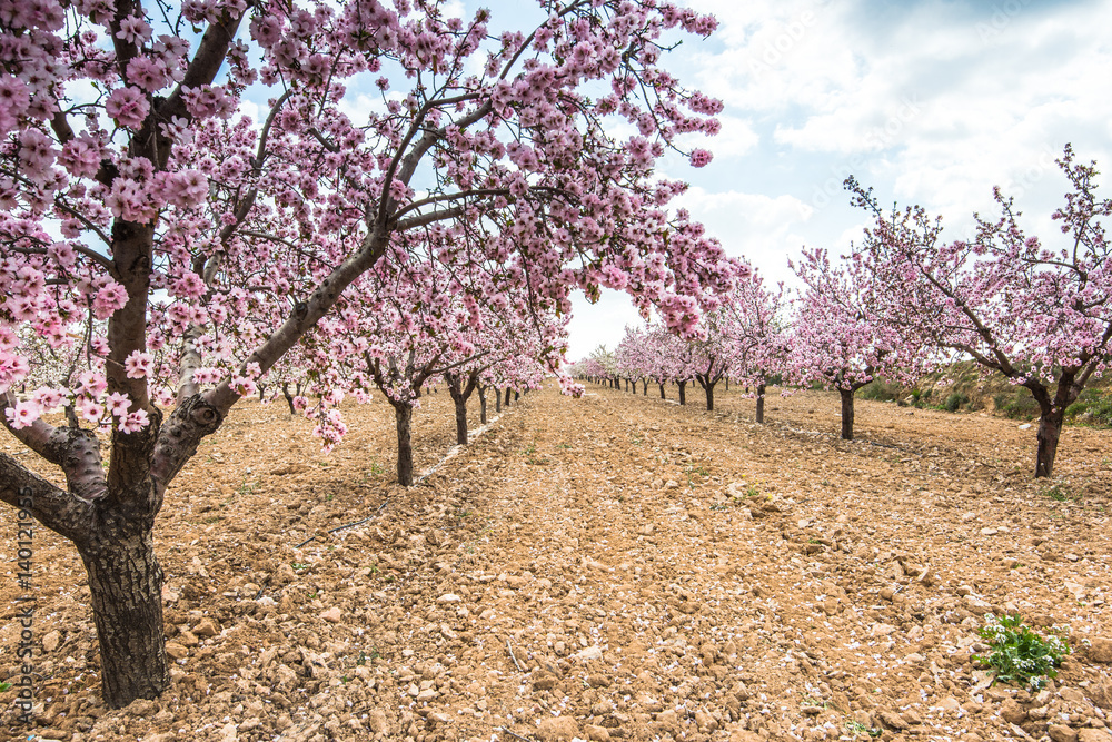 Fototapeta premium Spring blossom orchard. Beautiful nature scene blooming tree .
