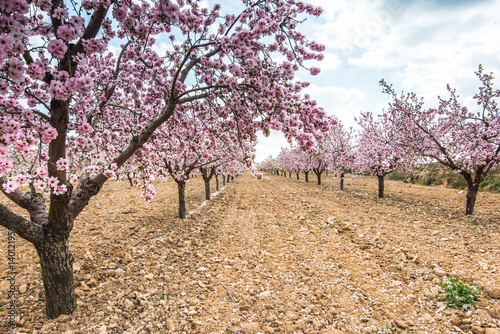 Spring blossom orchard. Beautiful nature scene  blooming tree .