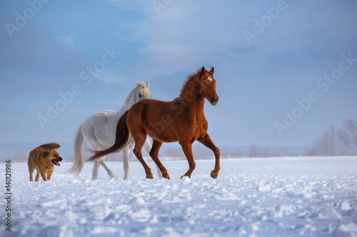 Red and white horses and red dog run on snow on blue sky background © ashva