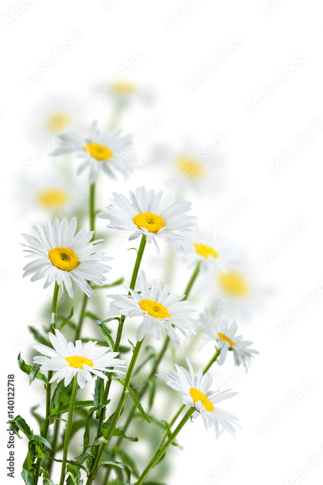 Fototapeta premium Chamomile Flowers on a White