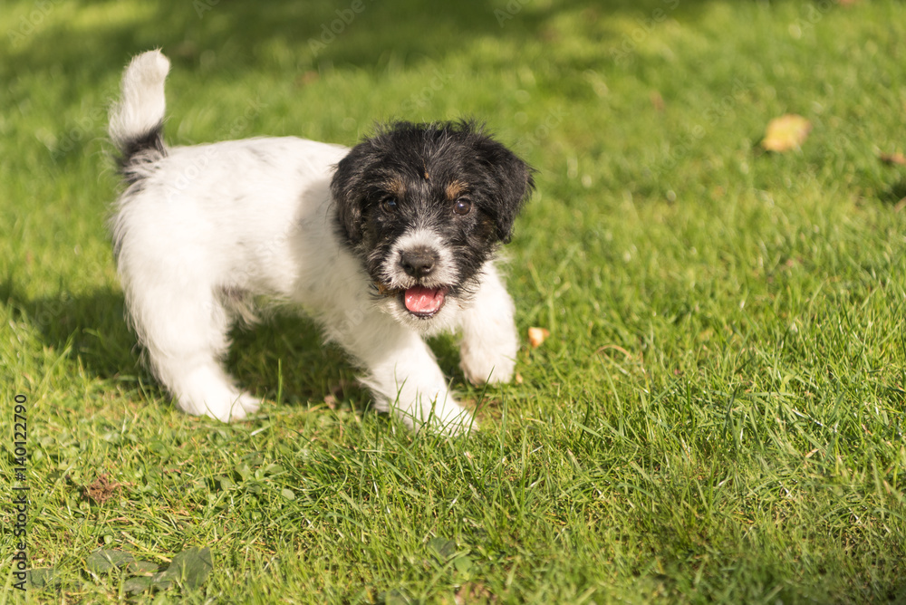 Niedlicher Hunde Welpe steht im Gras - Jack Russell - 2 Monate alt