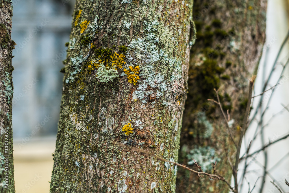 Fototapeta premium Moss on an old tree on winter
