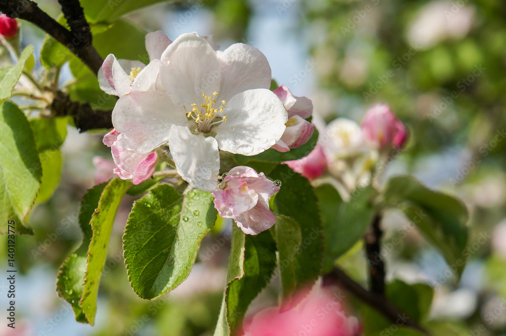 Branch of Apple blossoms in early spring Branch of Apple blossoms in early spring