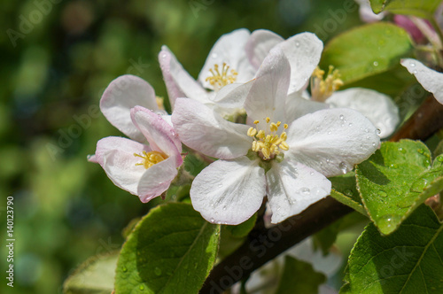 Branch of Apple blossoms in early spring