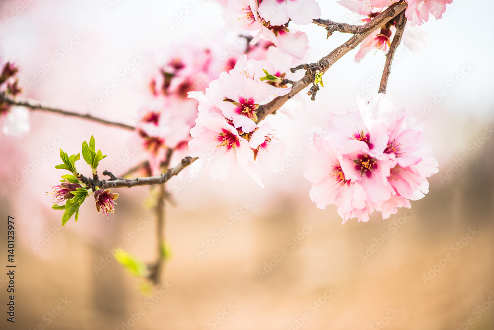 Spring blossom orchard. Abstract blurred background.