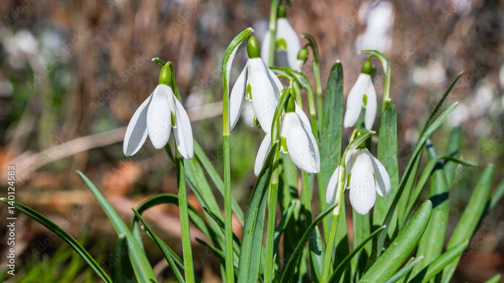 Schneeglöckchen - Snowdrop - Galanthus Schneeglöckchen - Snowdrop - Galanthus