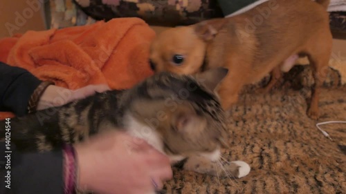 Cat and dog playing at home. 4K UHD.