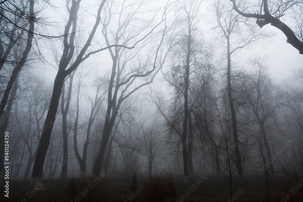 Fototapeta premium Fog in the park