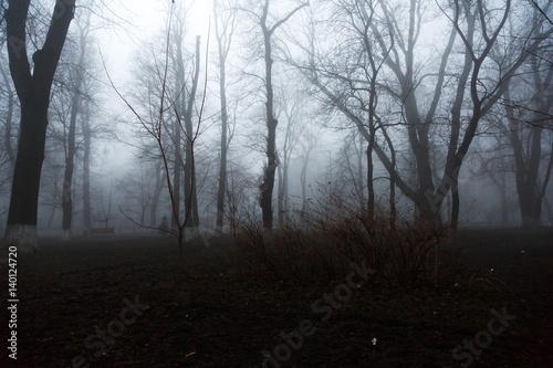 Fog in the park