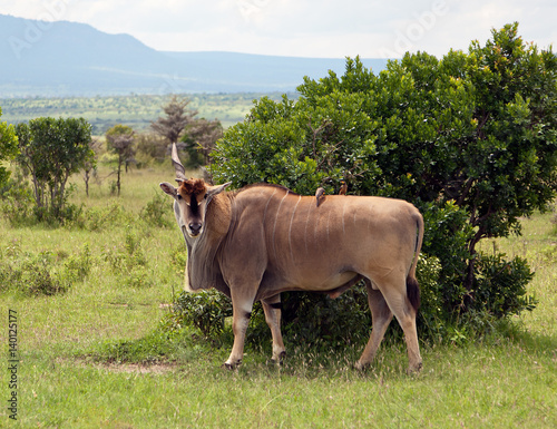 Unicornuate antelope on the Masai Mara - Kenya photo