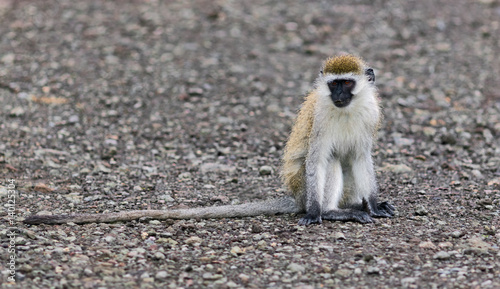 Monkey in Lake Nakuru - Kenya
