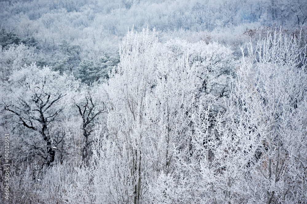 Winter forest in hoarfrost Winter forest in hoarfrost