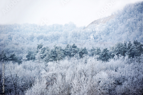 Winter forest in hoarfrost
