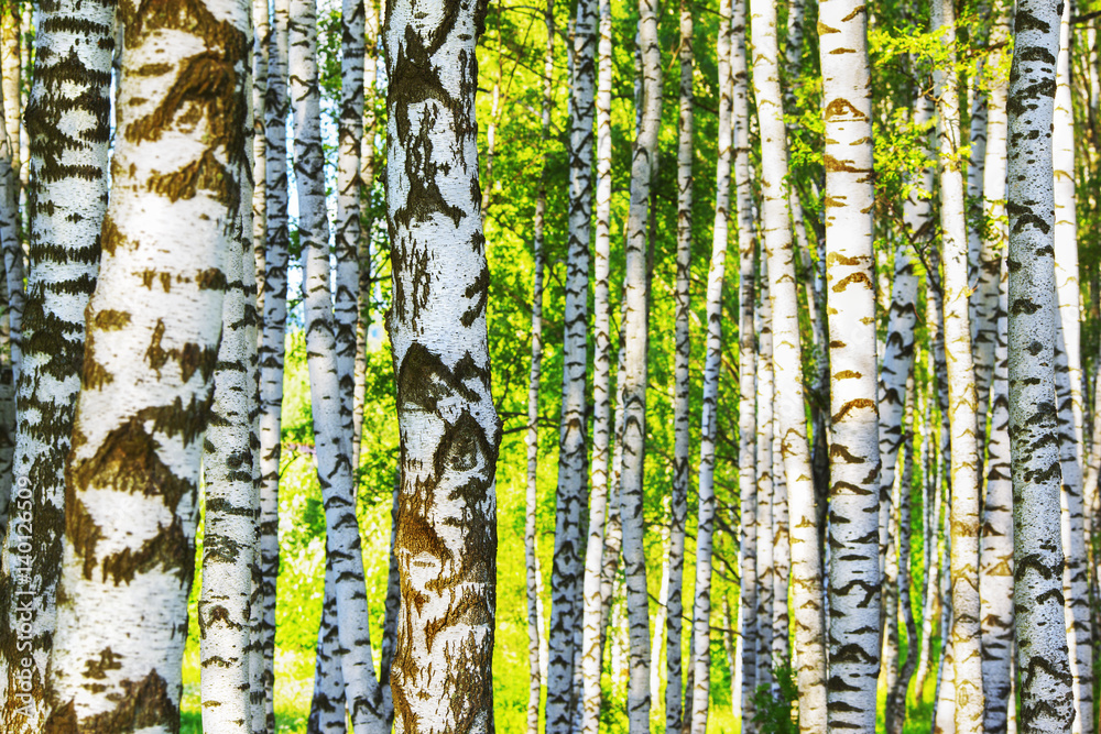 Obraz premium summer in sunny birch forest