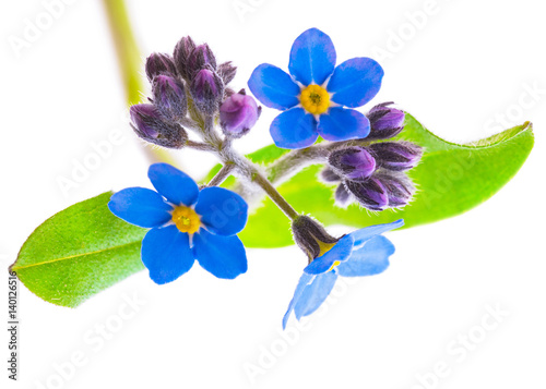 forget-me-not flowers isolated on white background 1 1 macro lens shots