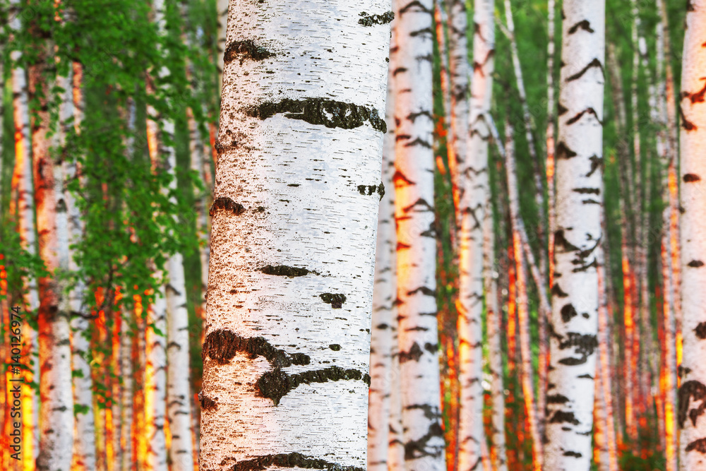 Obraz premium summer in sunny birch forest