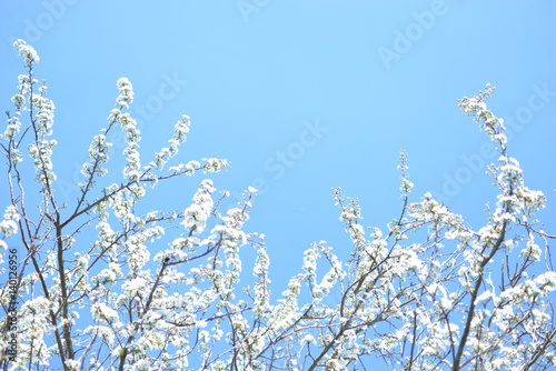 fleurs de pruniers sur fond de ciel bleu