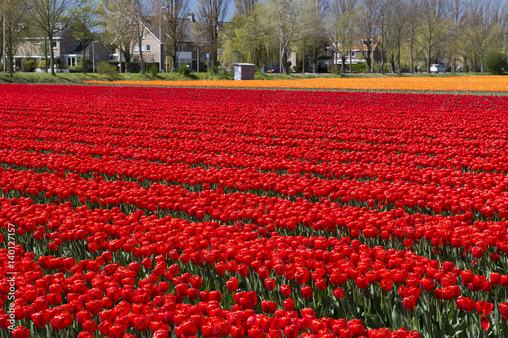Tulip Culture,  Netherlands