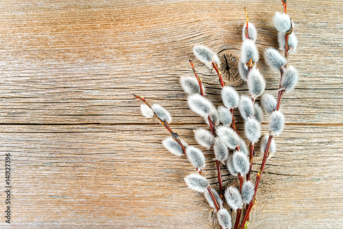 Tableau sur toile Willow branches with catkins on natural wood from above
