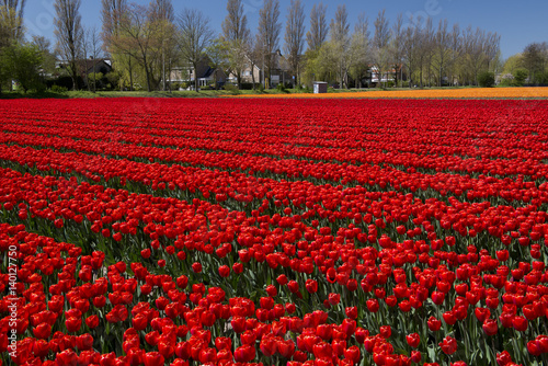 Tulip Culture,  Netherlands