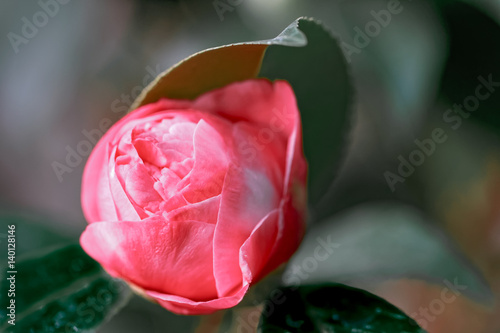 Weiss Rosa Kamelie - Camellia japonica L. 'Max Goodley' Theaceae photo