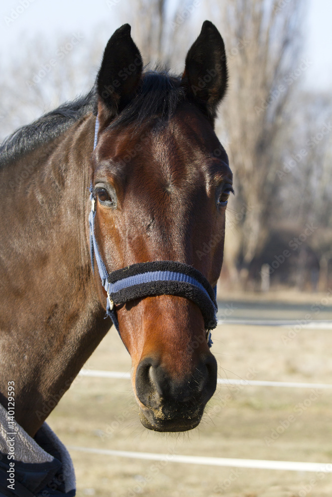  Purebred horse posing in the stable door on animal farm in blanket