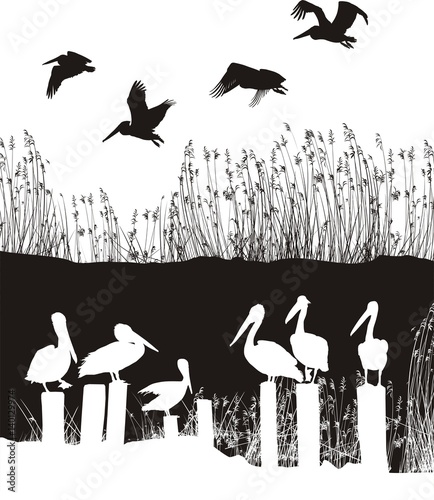 Fényképezés Flock of pelicans