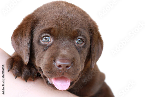 Chocolate Brown Labrador Puppy Close Up On White Background Cute