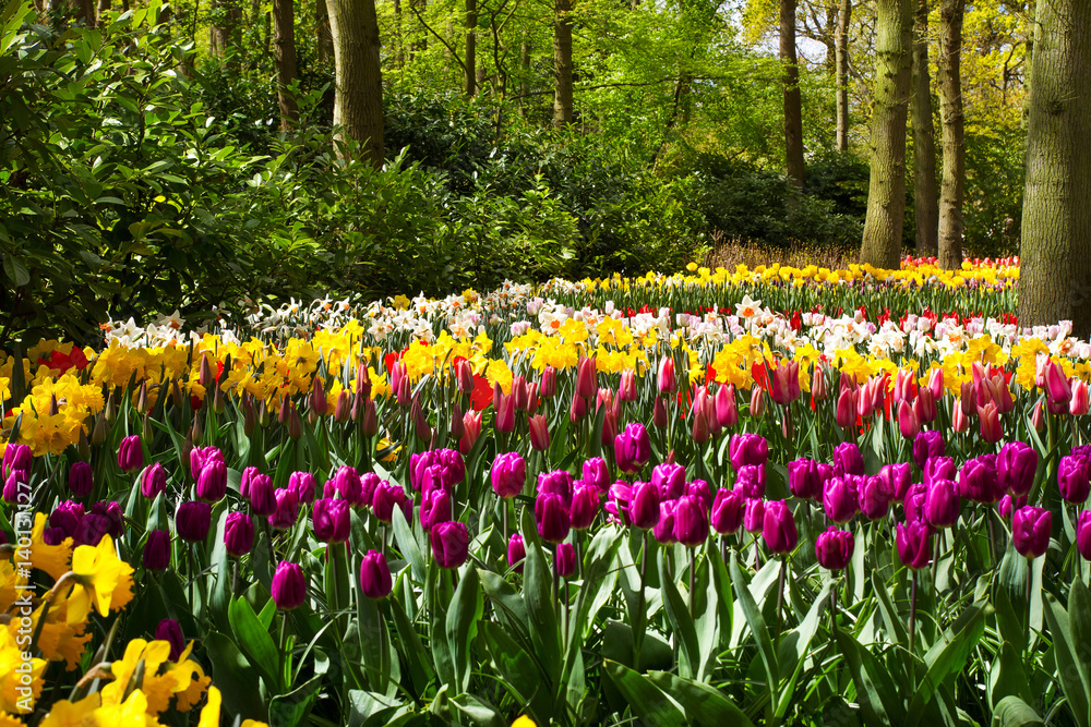 Colorful tulip flowers in spring park. Flower landscape. Narcissus, hyacinths, lily, hydrangeas, muscari outside