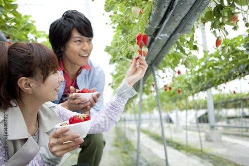 Young couple picking strawberries photo