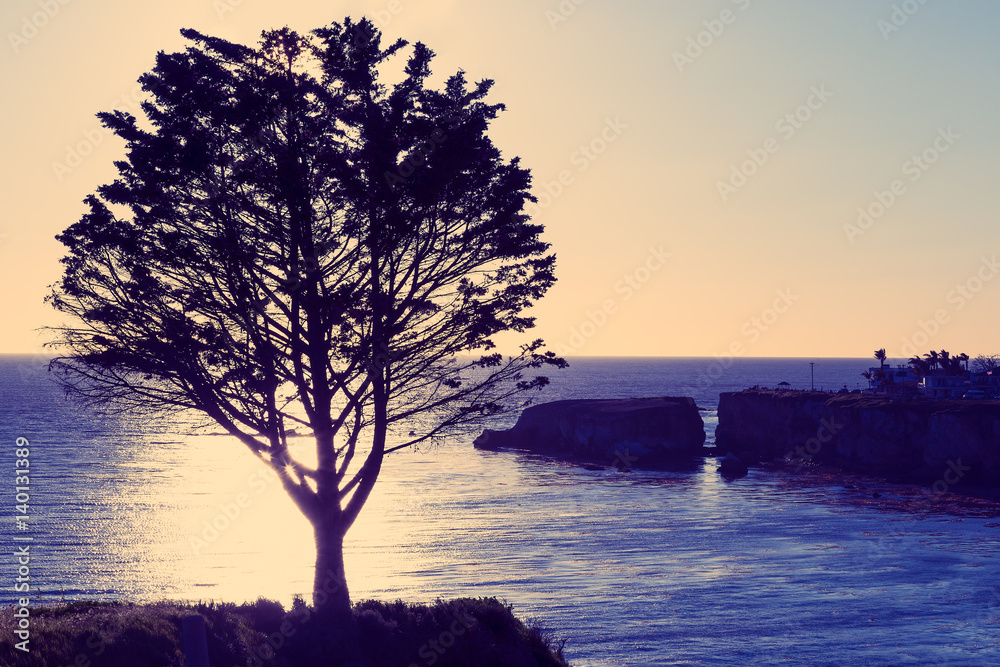 Foto Tree Near the Ocean at Sunset