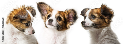 cute papillon puppy isolated over white