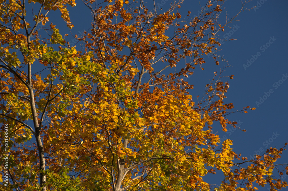 Herbstlaub im Himmel Herbstlaub im Himmel