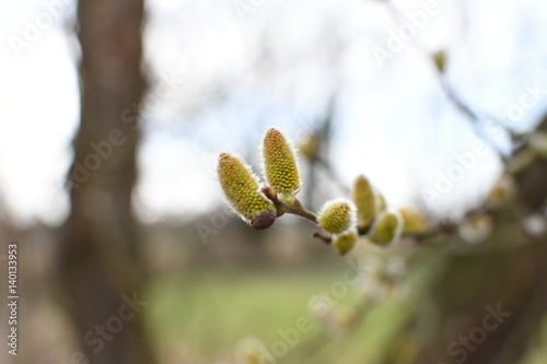 Branches of a willow in spring