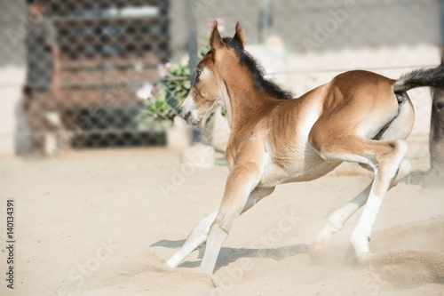 Running and playing Marwari chestnut colt in paddock. India