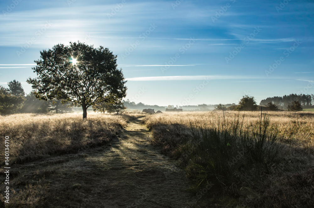 Sonne hinter einem Baum im Nebel Sonne hinter einem Baum im Nebel