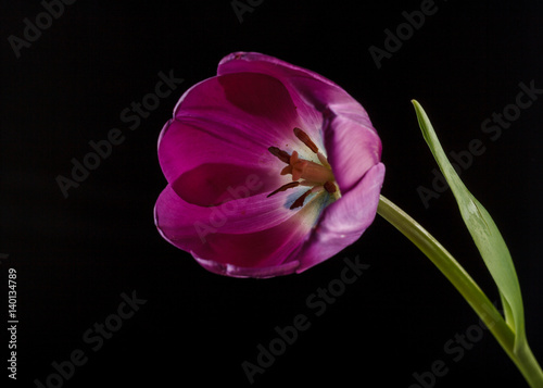 Purple tulip