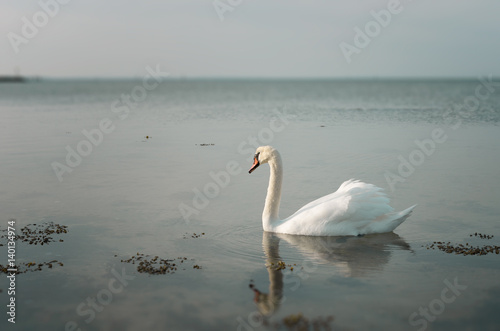 einsamer Schwan auf dem Meer 