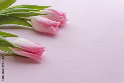 Fototapeta Naklejka Na Ścianę i Meble -  three pink tulips on pink wooden background.