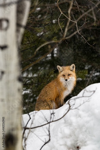 Red fox on snow looking over shoulder