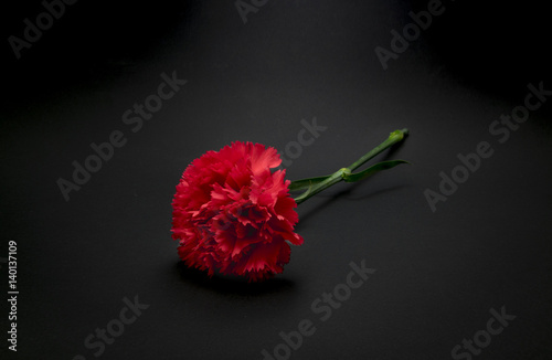 Beautiful, fresh carnation flower on black background photo