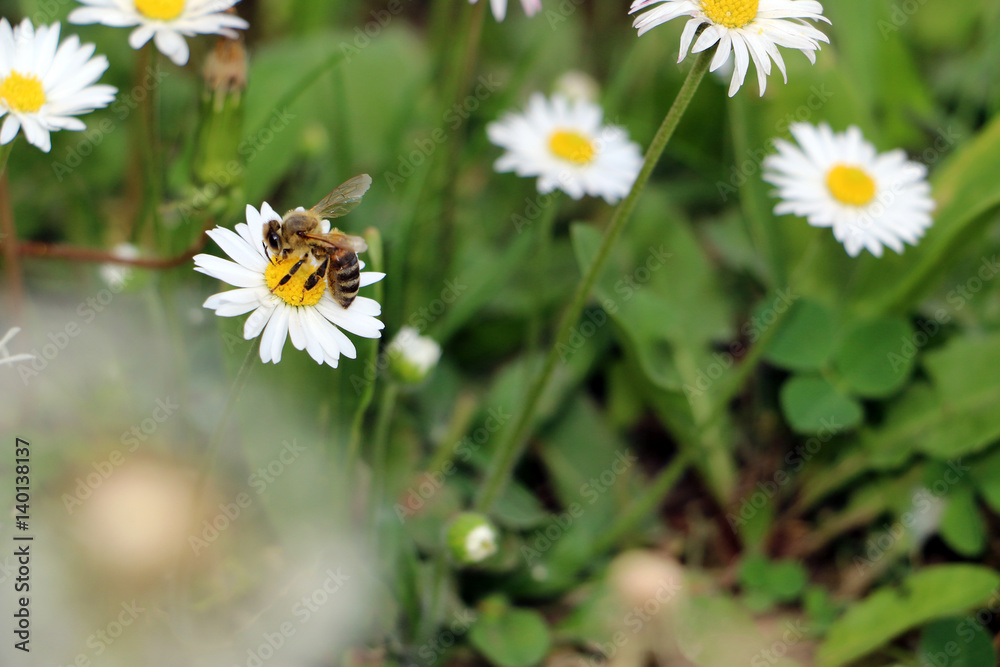 Bee collecting pollen from daisy Bee collecting pollen from daisy