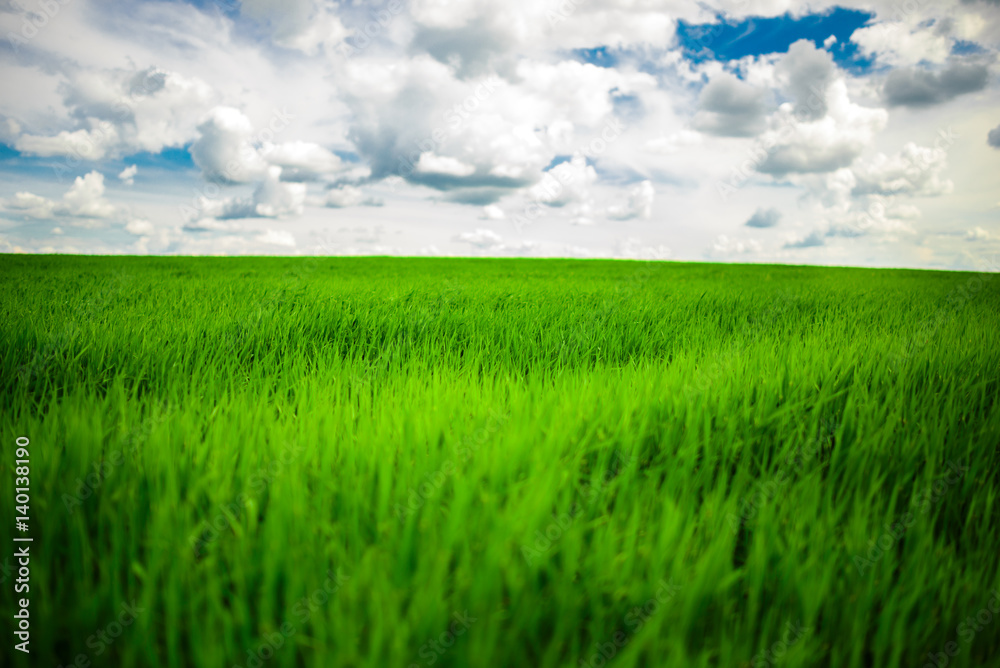 Fototapeta premium Green grass field and bright blue sky background
